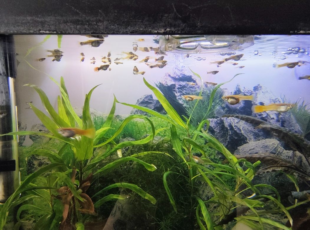 Rybki i rośliny akwariowe