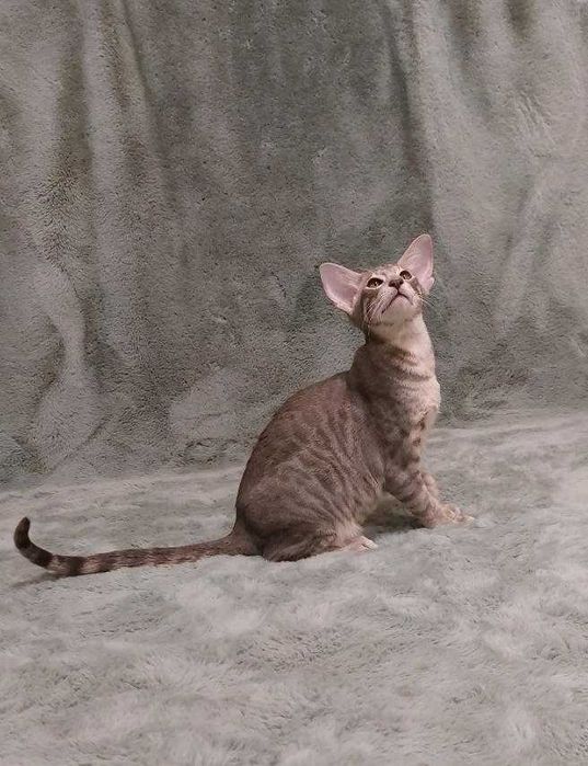 Орієнтал хлопчик Убер