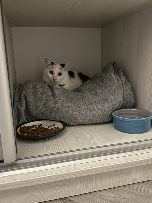 Самый сладкий Бубличек ищет семью!