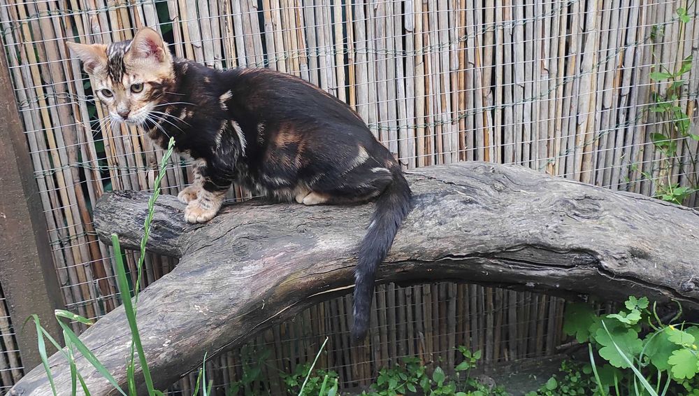 Бенгальське кошеня, бенгал