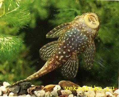 Анциструсы (Ancistrus sp.) – популярные аквариумные рыбки из семейства