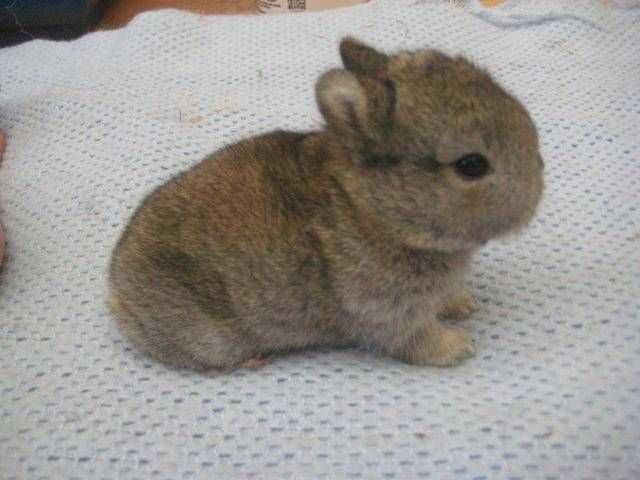 Coelhos anões mini+Gaiola Nova +alimentação adequada