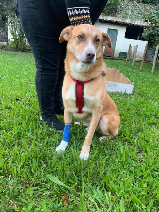 Macho para adopção responsável