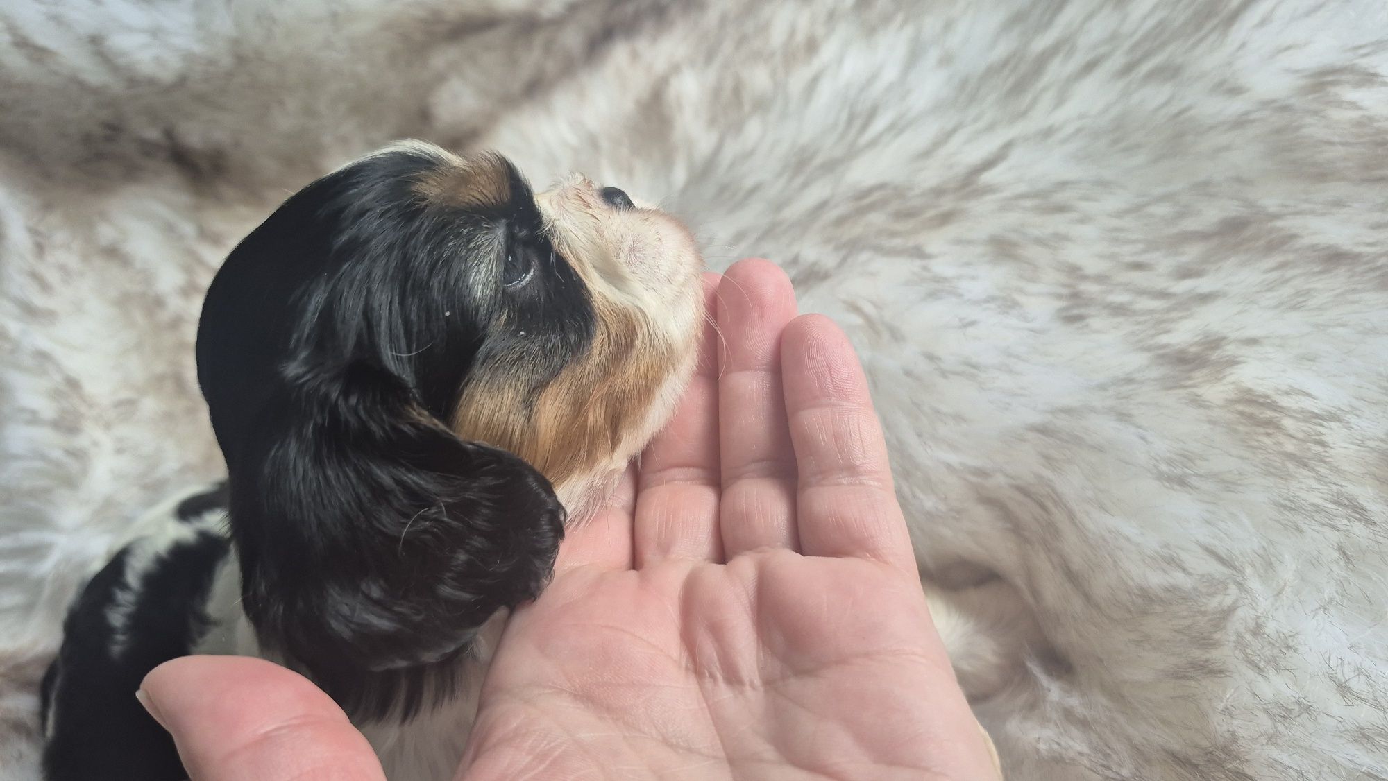 Sunia Cavalier King Charles Spaniel badania