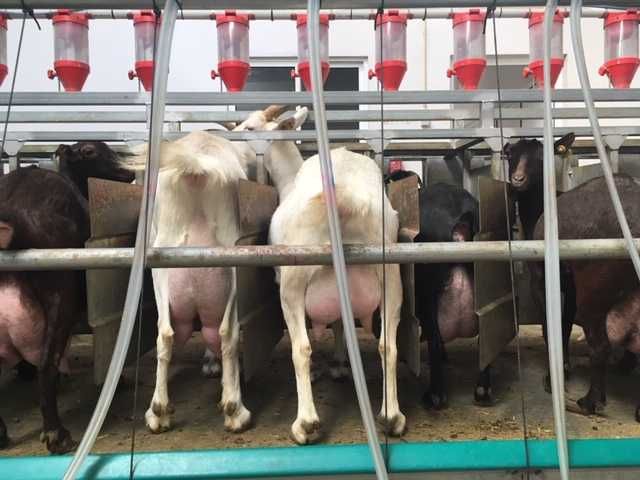 CABRAS + OVELHAS EM PRODUÇÃO DE LEITE