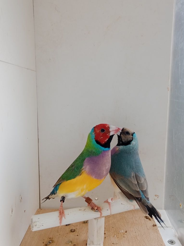 Casais de diamante de gould