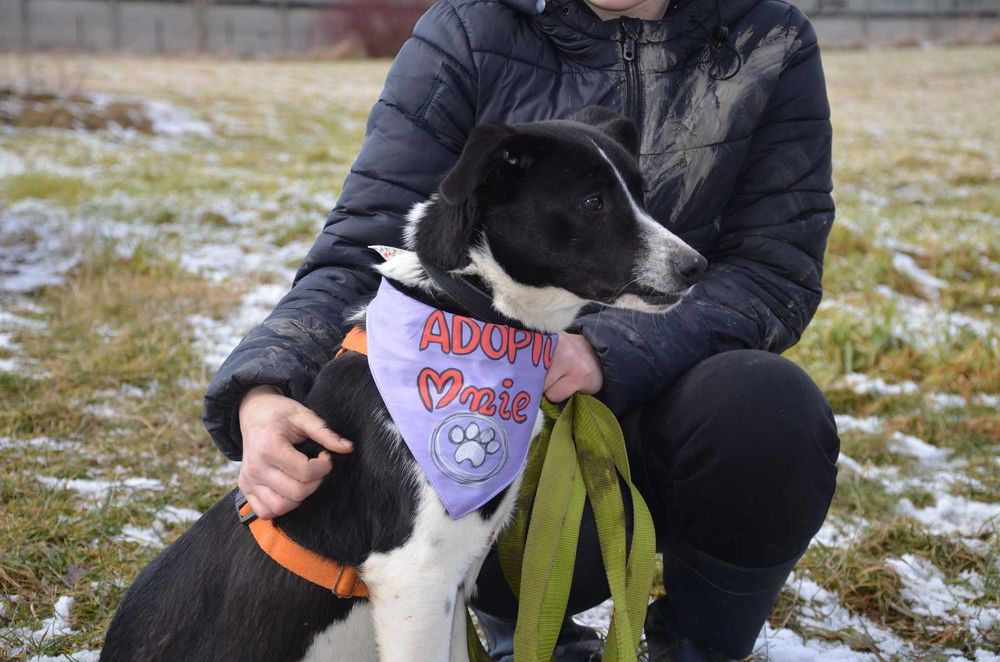 Nieśmiały Magni marzy o opiekunie z sercem i cierpliwością