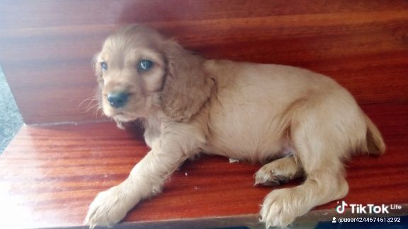 Щенята англійський кокер спаніель