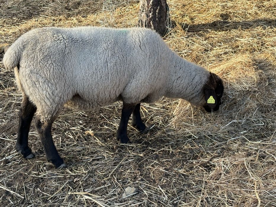 6 Ovelhas e 1 Carneiro