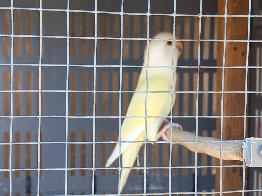 Agapornis roseicolis