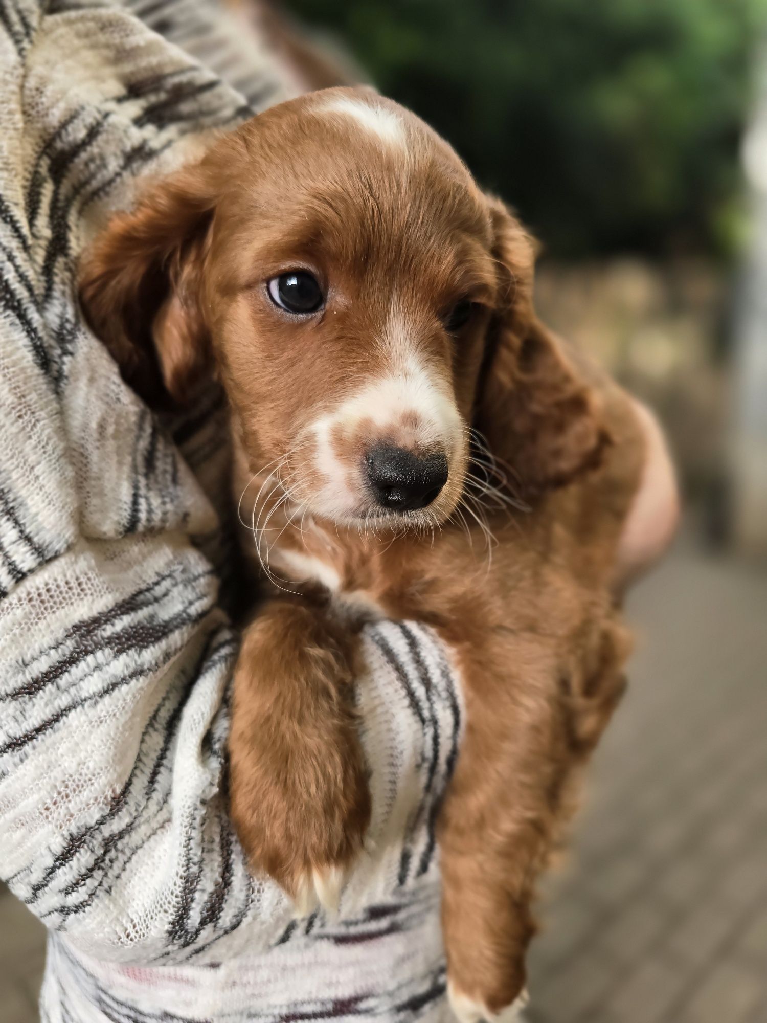 Cockapoo/chłopczyk/ cavapoo