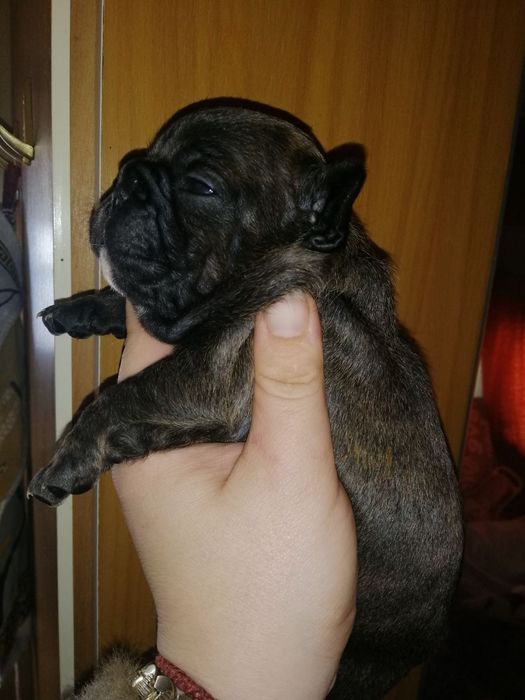 Французики хлопчики та дівчатка є доставка по всій Україні