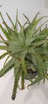 Aloes drzewiasty, ładna sadzonka - ponad 30cm