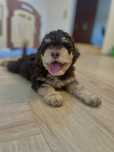 szczeniak piesek Lagotto Romagnolo ZKwP FCI