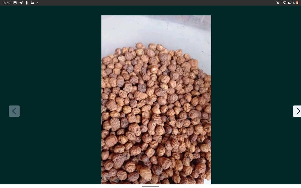 земляний горіх чуфа