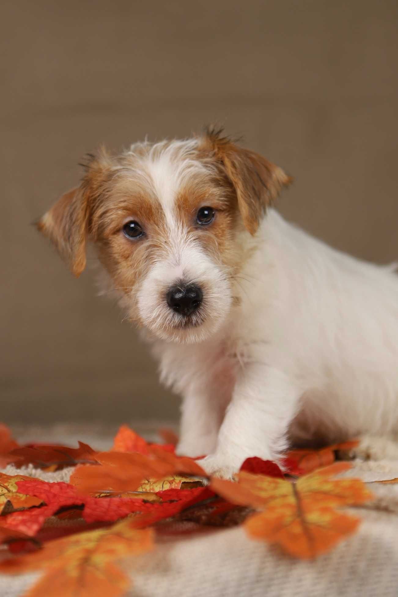 piesek Jack Russell terrier ZKWP/FCI szorstkowłosy