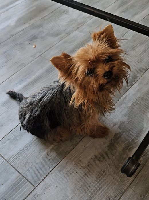 Дівчинка доросла шовкова