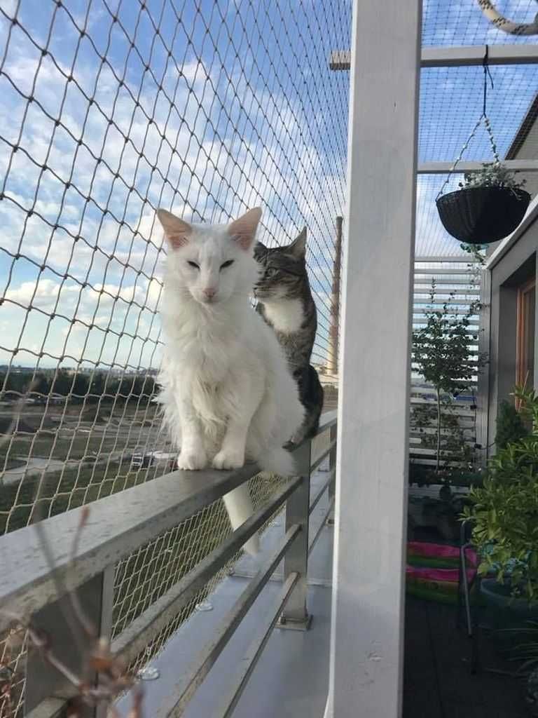 Siatka dla kota, siatka balkonowa, siatka przeciw ptakom na balkon