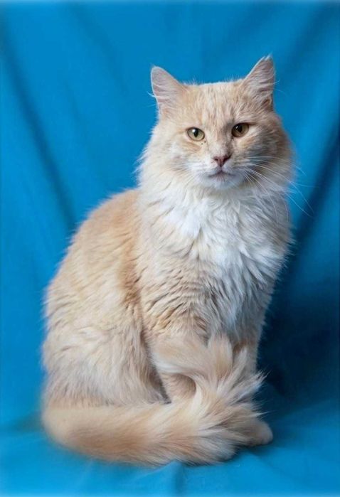 Ангорський кіт котик в добрі руки