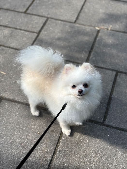 Szpic Miniaturowy Typ MISIA