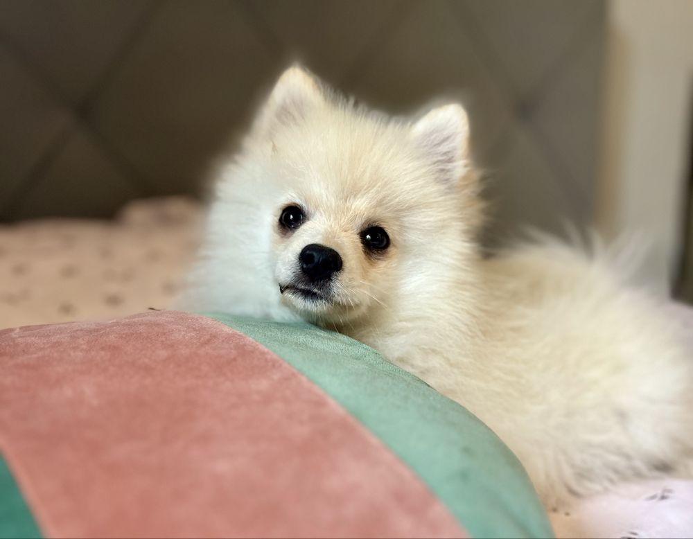 Przepiękny piesek Armani szpic pomeranian zkwp
