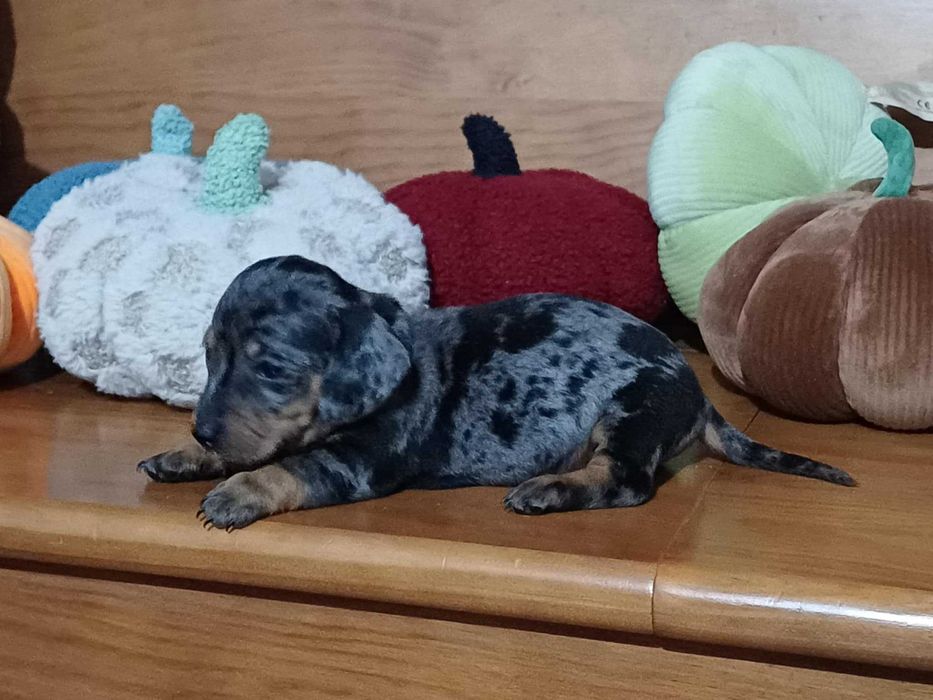 Teckel Miniatura - FEMEA ARLEQUIM