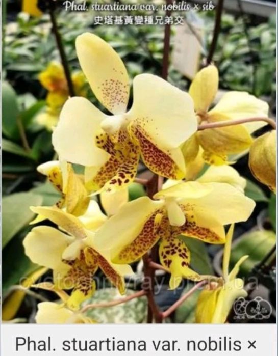 Орхідея Стюартіна