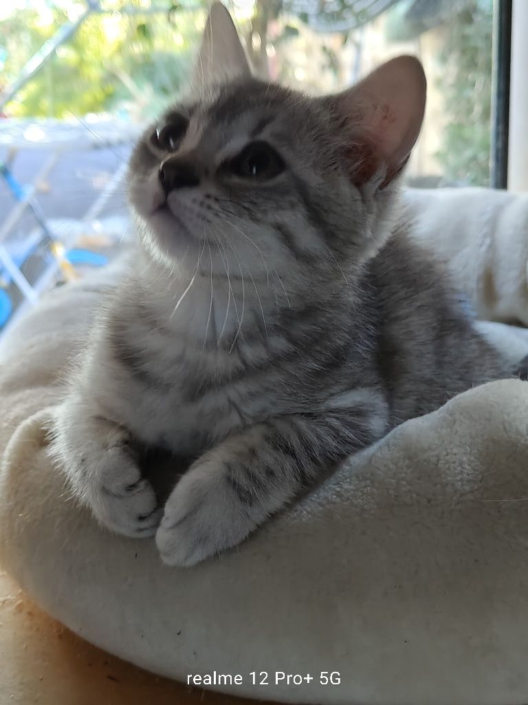 Prześliczny kocurek Brytyjski Silver -Tabby jak z reklamy rodowodowy