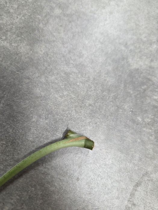 Syngonium Trileaf Wonder