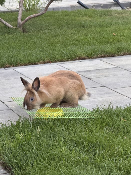 Декоративний кролик з кліткою