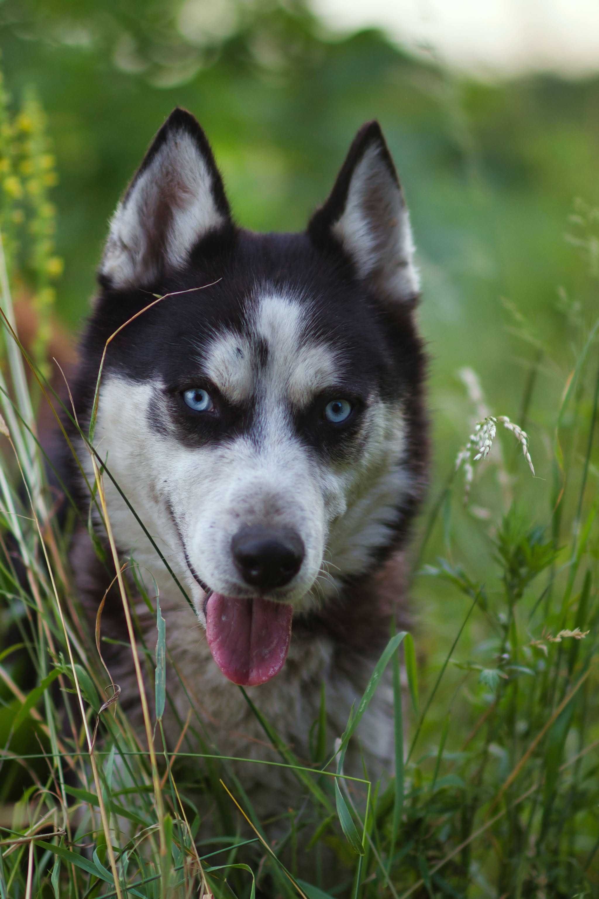 Zjawiskowo piękny, 1,5 roczny samiec husky szuka aktywnego opiekuna