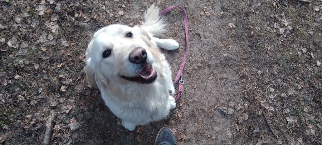 Piesek suczka Golden retriever