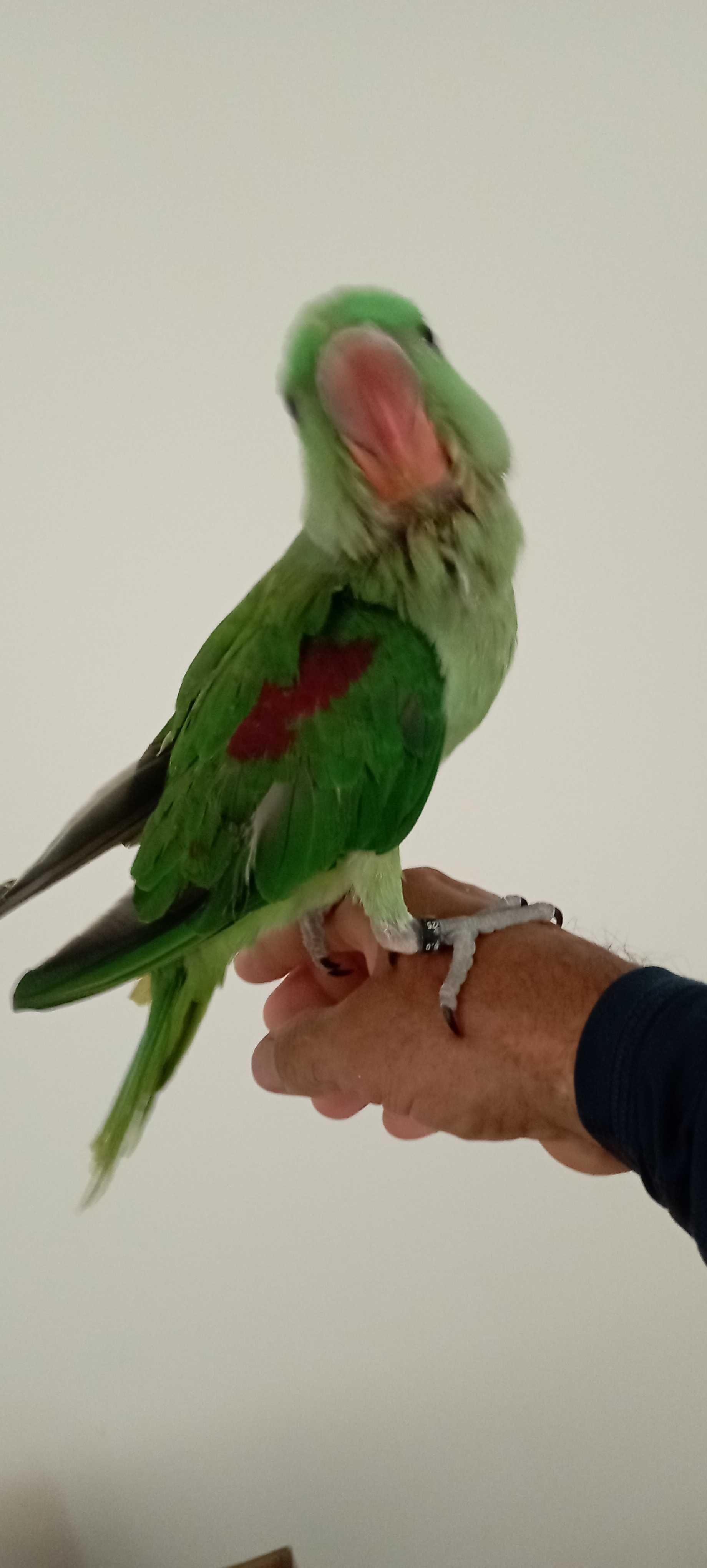 Papagaio alexandrino macho, ave ótima para pet ,