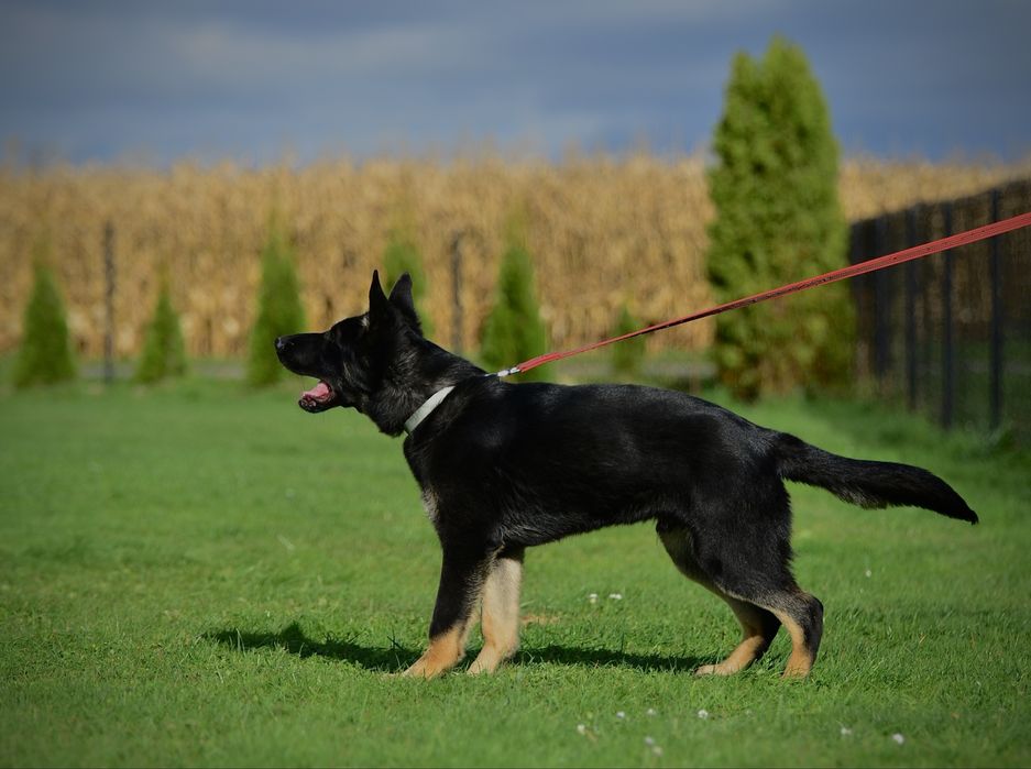 Owczarek niemiecki linia użytkowa