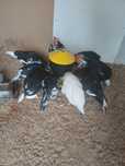 Koguty Leghorn Exchequer mlode