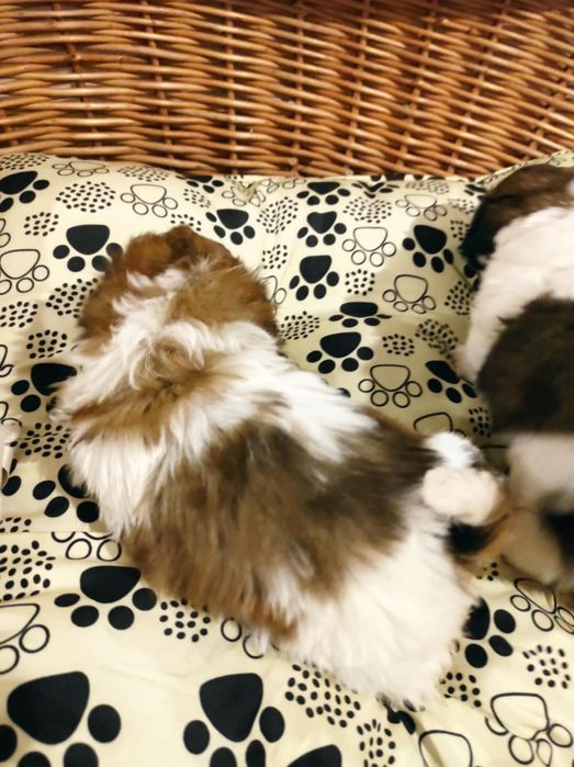 Shihtzu dziewczynka