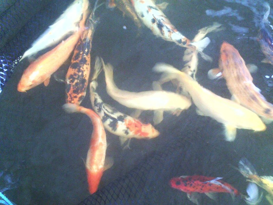 karpie koi, karasie kolorowe ozdobne i inne ryby