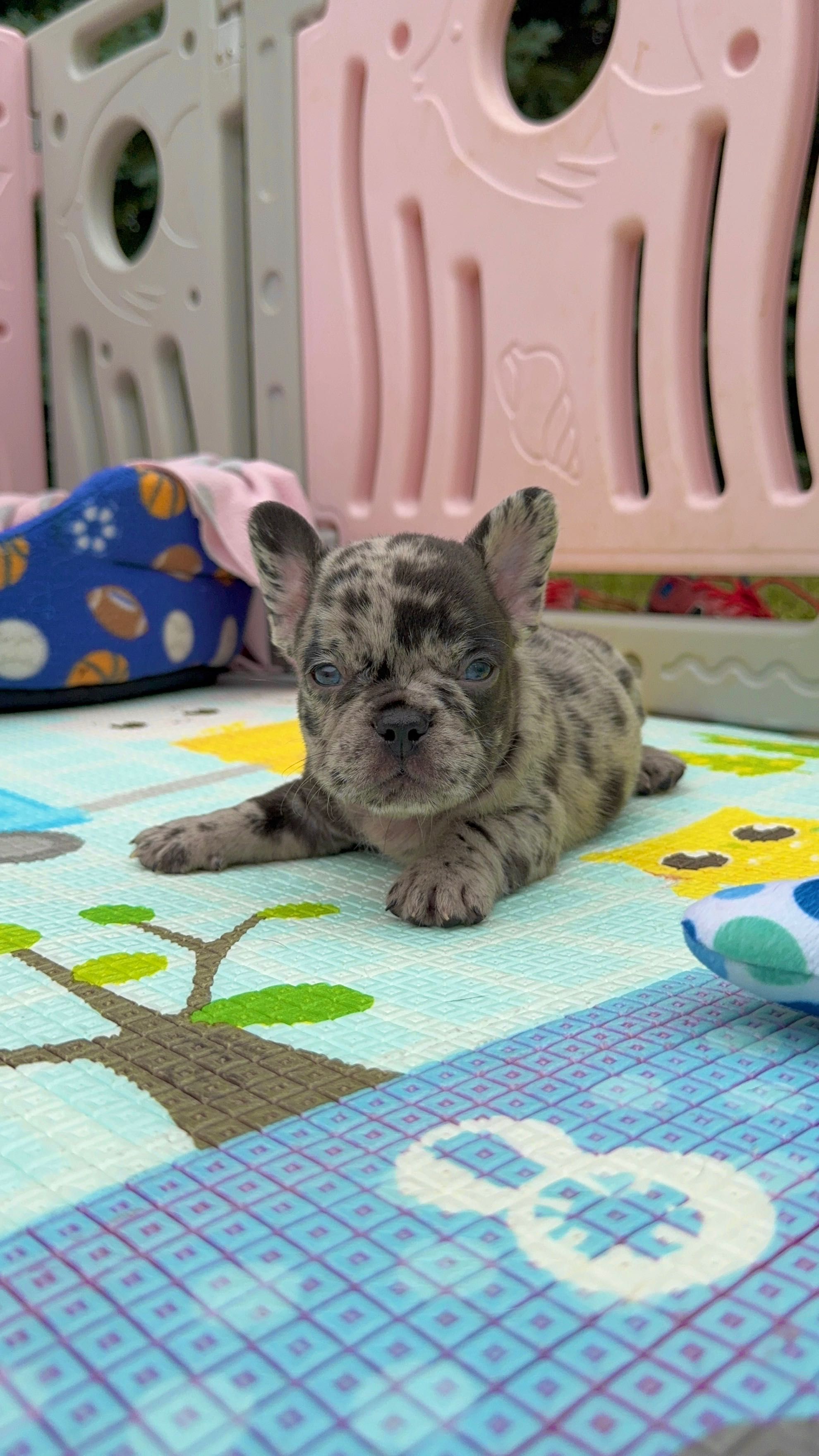 Buldog Francuski chłopak