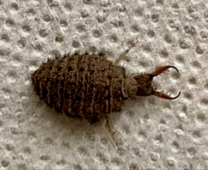 Мурашиний лев (Myrmeleontidae)