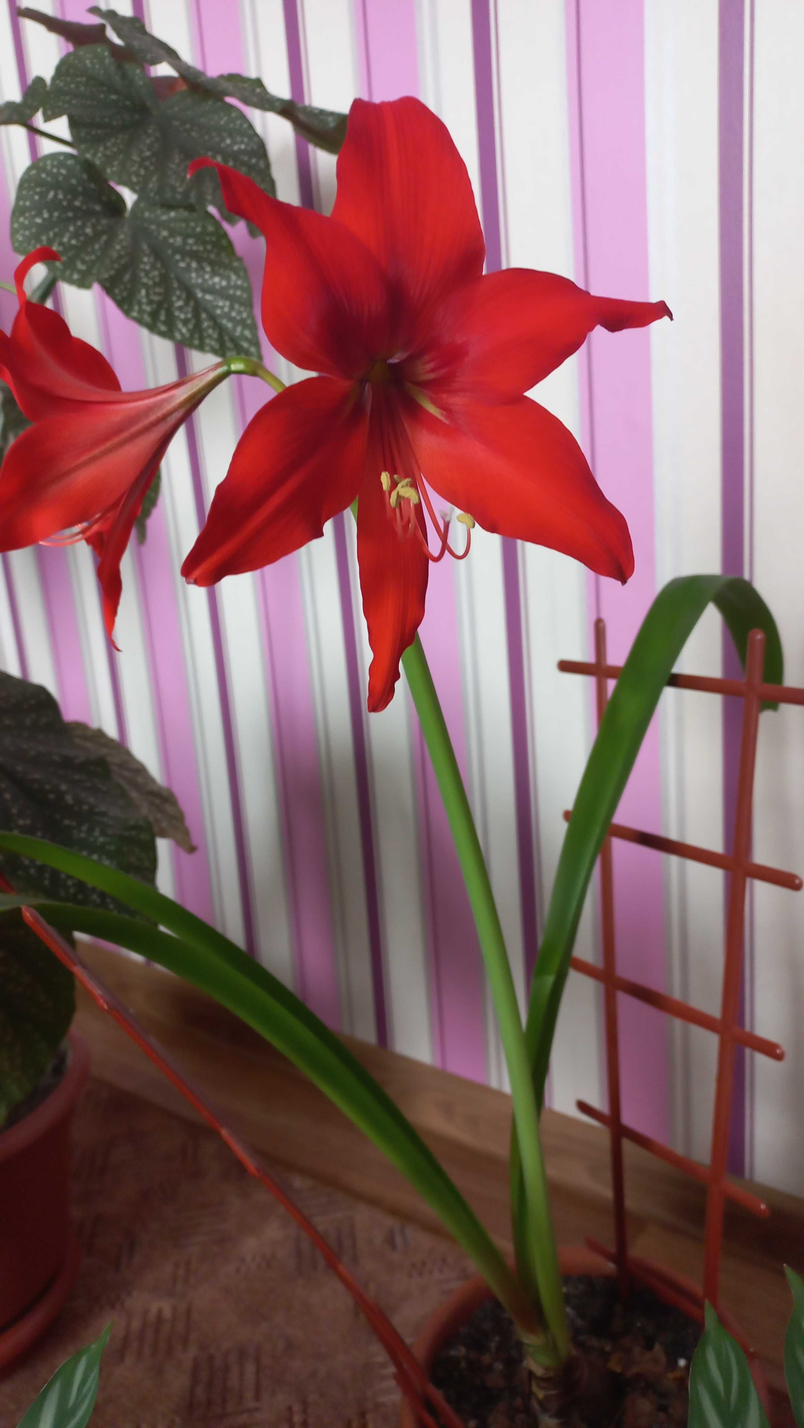 Амариллис комнатный цветок цветущий