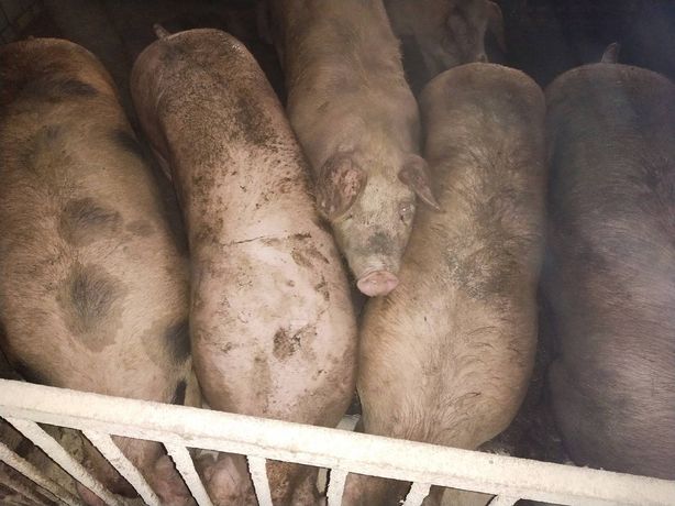 Продам свині м'ясних порід вагою120-200кг
.