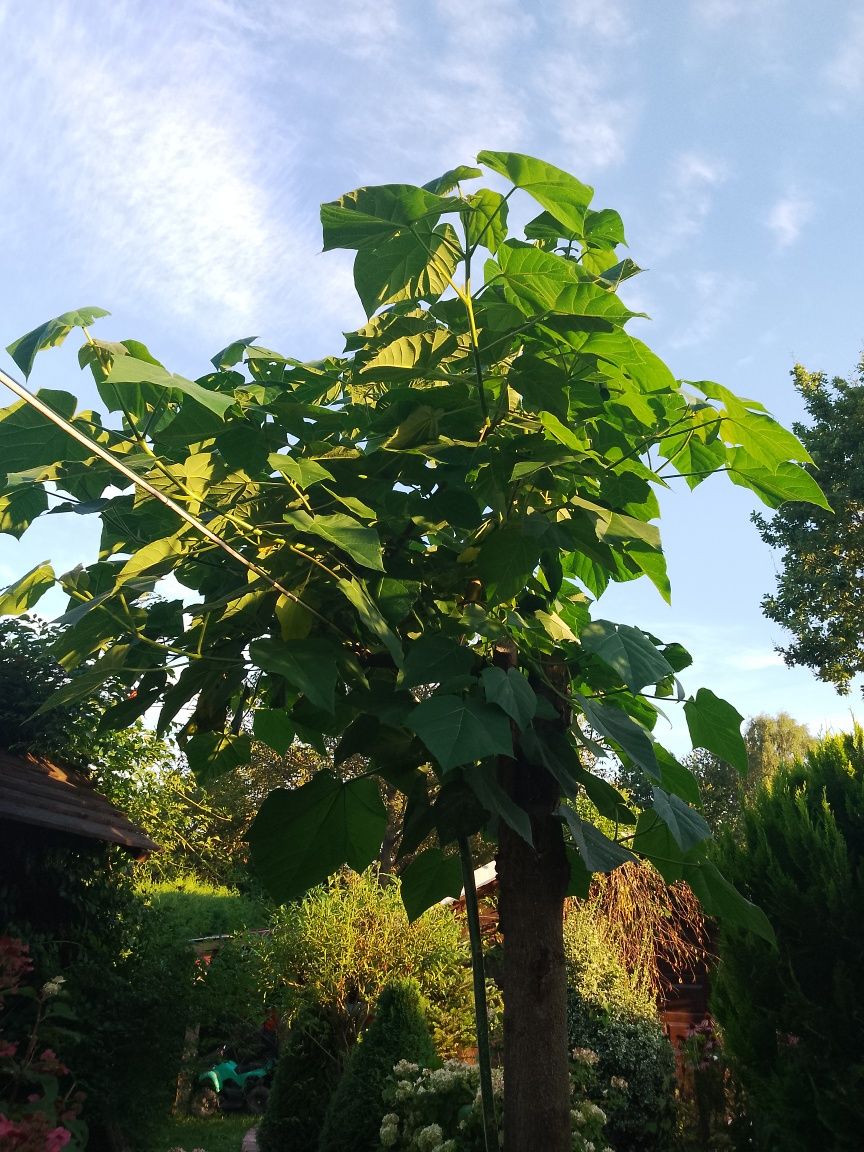 Paulownia drzewo tlenowe