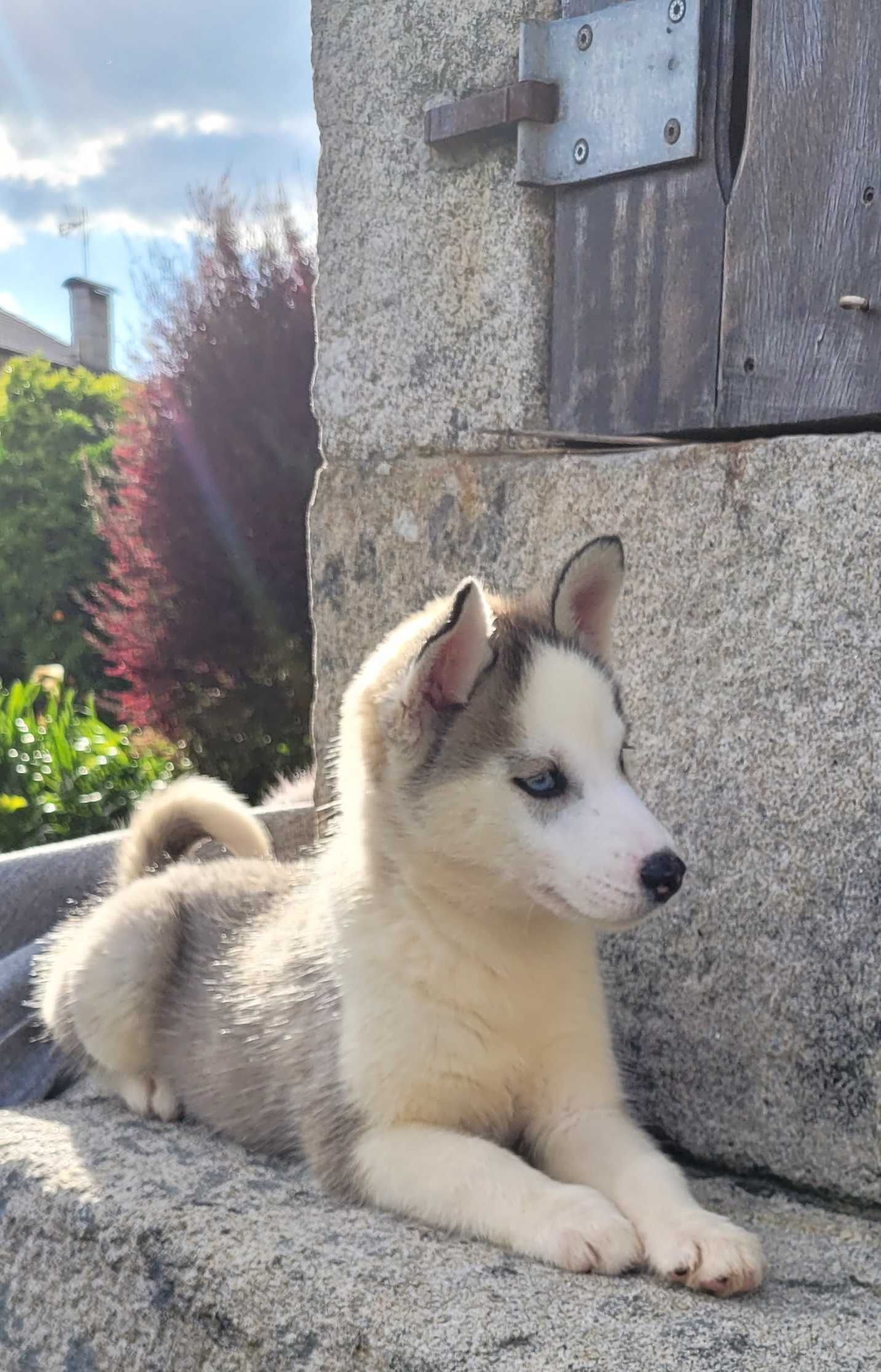 Husky Siberiano Fêmea