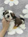 Piękna suczka shih TZU gotowa do odbioru