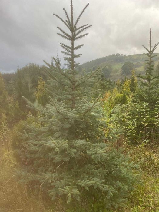 LIKWIDACJA! Wyprzedaż! Szkółka krzewów. CHOINKI NA ŚWIĘTA!