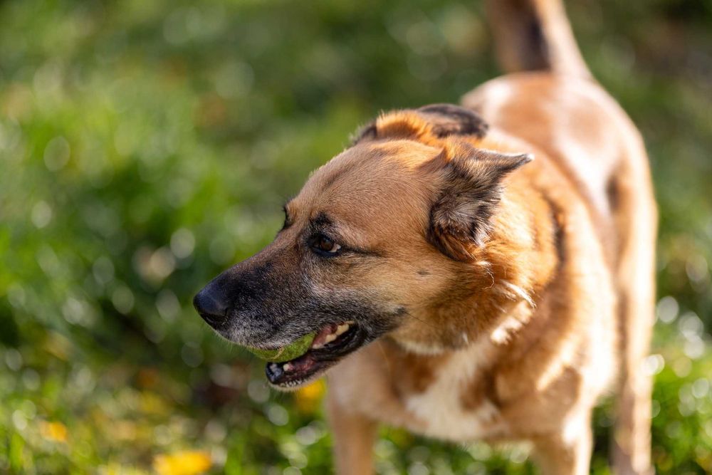 SONIA - Schronisko dla Zwierząt w Ostródzie