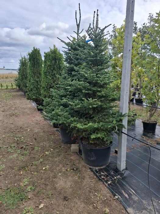 Jodła kaukaska- frezeri