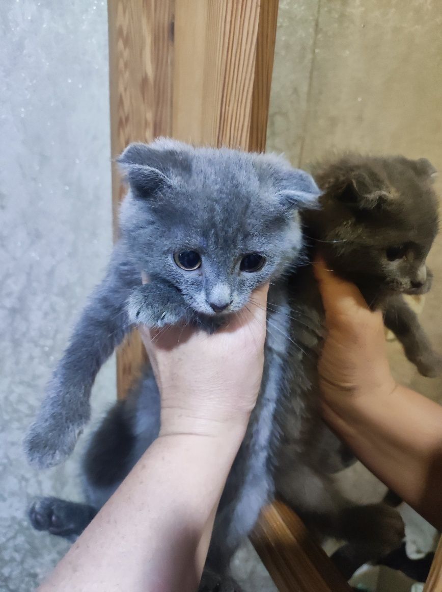 Кошенята висловухі , 2 міс
