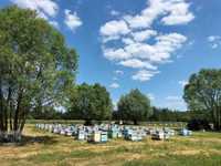 Продам бджіл, до 20 сімей, бджоло сімей, пасіка, вулики