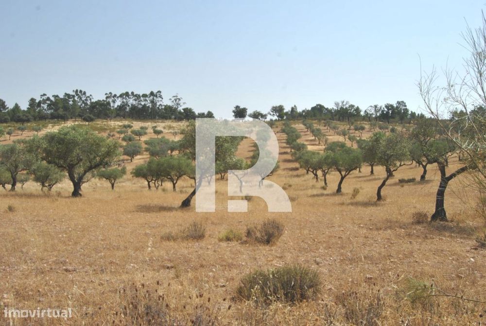 Herdade do Carapetal com uma área de146 Hectares em Idanha-a-Nova